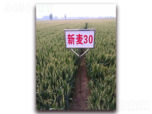 ����30-С������-��ʥ��