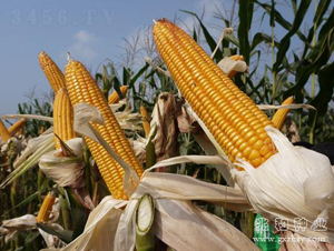 ��0810-��������-�׺���ҵ