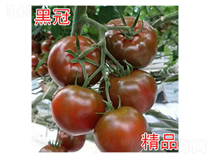 �ڹ�-��������-��԰��ҵ