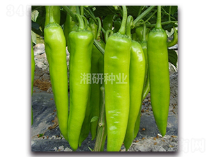 ����-ţ�ǽ�����-������ҵ