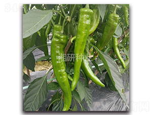 ���72-ţ�ǽ�����-������ҵ