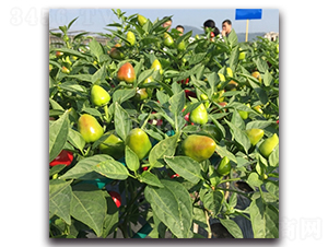 Բ��һ��-���콷����-������ҵ
