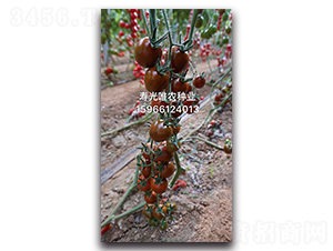 �ϱ���F1-ӣ�ҷ�������-Ψũ��ҵ