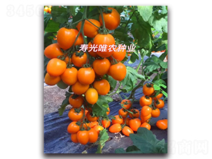 ������F1-ӣ�ҷ�������-Ψũ��ҵ