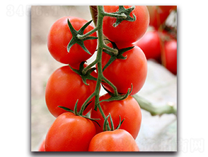 ������F1-ӣ�ҷ�������-Ψũ��ҵ