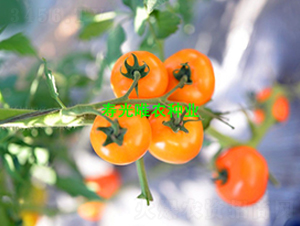 �ƾ���1��-ӣ�ҷ�������-Ψũ��ҵ