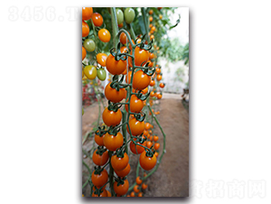 �ƾ�һ��F1-ӣ�ҷ�������-Ψũ��ҵ