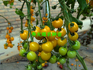 ��ɫ����2��F1-ӣ�ҷ�������-Ψũ��ҵ