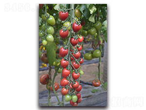 ����5��-ӣ�ҷ�������-Ψũ��ҵ