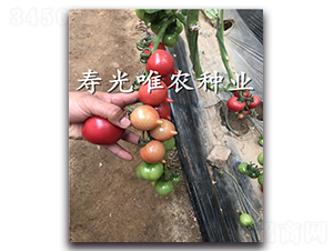 ����1��F1-ӣ�ҷ�������-Ψũ��ҵ