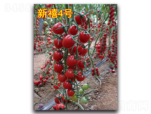 ����4��-ӣ�ҷ�������-Ψũ��ҵ