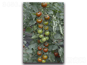�ϴ���-ӣ�ҷ�������-Ψũ��ҵ