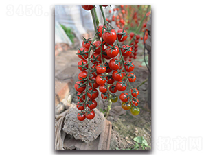 �촮-ӣ�ҷ�������-Ψũ��ҵ