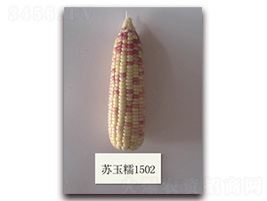 ����Ŵ1502��-Ŵ��������-�к���ҵ