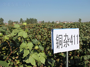 ͭ��411-�޻�����-�к���ҵ