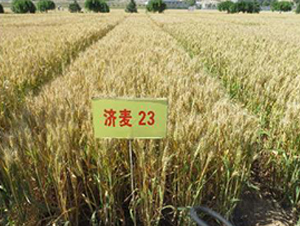 ����23-С������-³��ũҵ