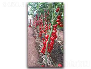 361-��������-������ҵ