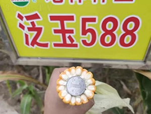 ����588-��������-������ҵ