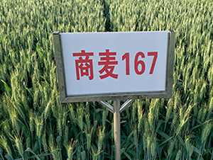 ����176-С������-������ҵ