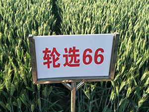 ��ѡ66-С������-������ҵ