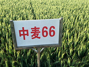 ����66-С������-������ҵ