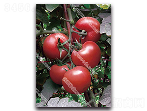 �ɺ����ŷ���-��������-������ҵ