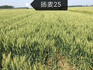 ����25-С������-ϲ����