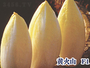 �ƻ�ɽF1-��������-ʥ���·�