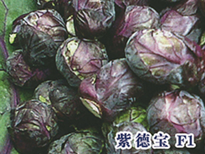 �ϵ±�F1-��������-ʥ���·�
