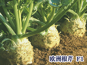 ŷ�޸���-�۲�����-ʥ���·�