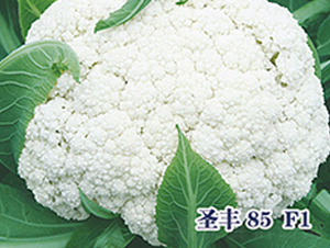 ʥ��85F1-�ɻ�������-ʥ���·�