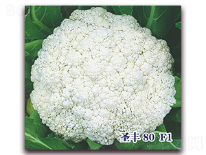 ʥ��80F1-�ɻ�������-ʥ���·�