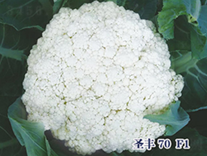 ʥ��70F1-�ɻ�������-ʥ���·�