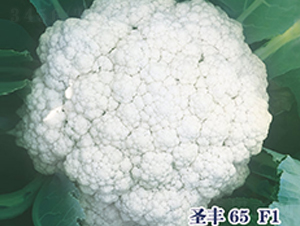 ʥ��65F1-�ɻ�������-ʥ���·�