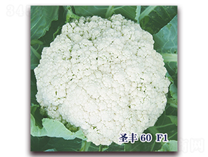 ʥ��60F1-�ɻ�������-ʥ���·�