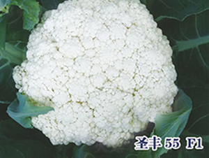 ʥ��55F1-�ɻ�������-ʥ���·�