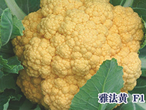 �ŷ���F1-��Ҭ������-ʥ���·�