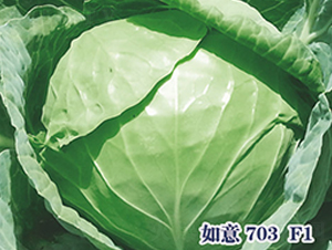 ����703F1-��������-ʥ���·�