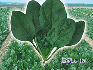 ����55F1-��������-ʥ���·�