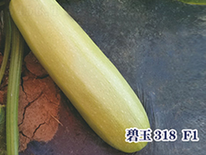 ����318F1-����«����-ʥ���·�