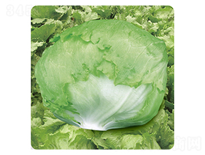 ��ޢ��IT-08��-��������-ʥ���·�