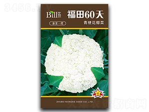 ����60��-��Ҭ������-�ȶ�