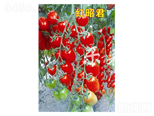 ���Ѿ�-ӣ�ҷ�������-��ɭԴ