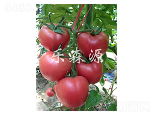 ��ʤ��101-��������-��ɭԴ