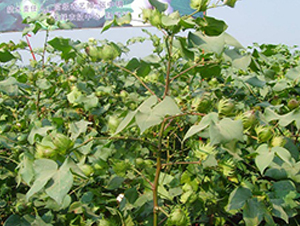 ͭ��411-�޻�����-��ũ��