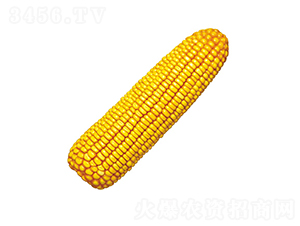 º��1��-��������-��ũ��