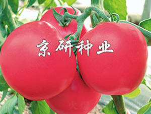 �ɿ�1��-��������-����