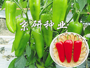 ����518-��������-����