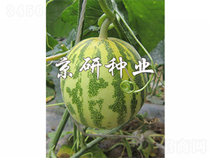 ����850-2-�������-����