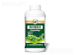 1000g��Ҷ��ѿ��-���ϴ�-�ƺ�����